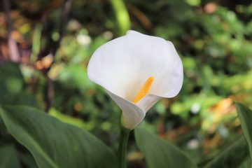 Fleur blanche d'Arum au printemps - Famille des Araceae - Ville de Corbas - Département du Rhône - France