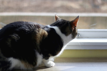 Tabby cat sitting on a window and looking outside. Selective focus.