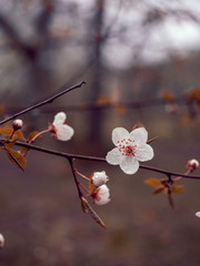 Trees are blossoming