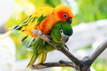 Soft focus against the background of a green leaf, close-up of the orange Sun Parakeet and the green Hahn's macaw perched on a branch