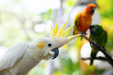 Soft focus on the orange Sun Parakeet and green Hahn's macaw perched on a branch, and a close-up of...