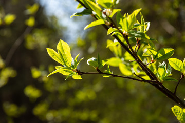 Wiosna w przyrodzie. Wiosenne Podlasie, Polska © podlaski49