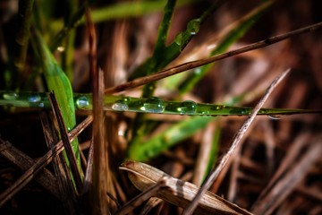 water drops on the grass