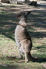 this is a joey western grey kangaroo