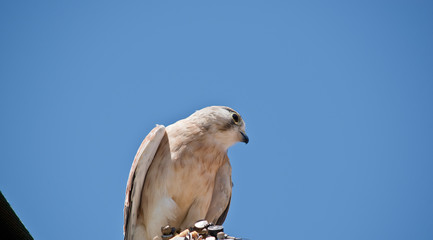 the australian nankeen kestrel is on the roof