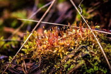 moss on the ground