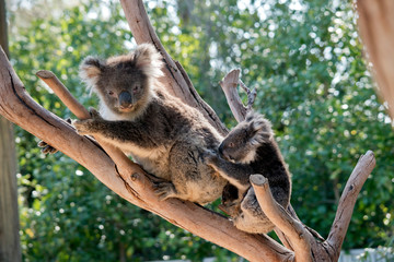 the koala and joey are in a tree