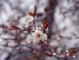 Trees are blossoming