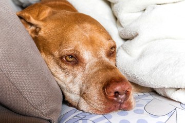 Sick old dog lying on a blanket. A sad Hungarian hound (Vizsla) is lying in bed. Sad eyes of a sick dog.