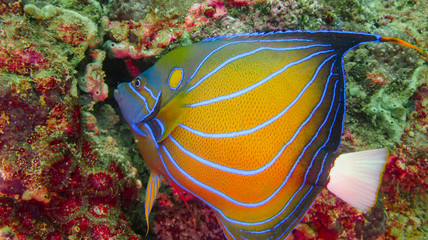 Tropischer Fisch
