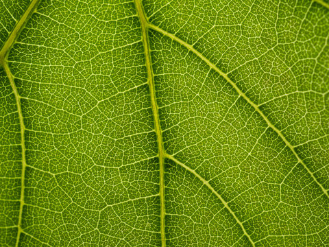 Vine leaf close up. Detail of the leaf veins. Foreground.