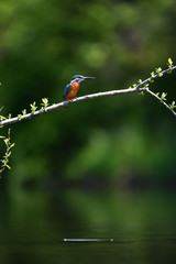 A common Indian kingfisher Iin Korea. 