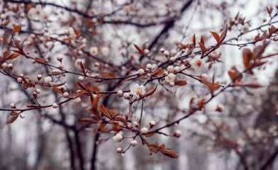 Trees are blossoming