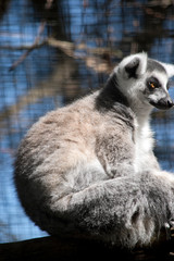this is a side view of a ring tail lemur