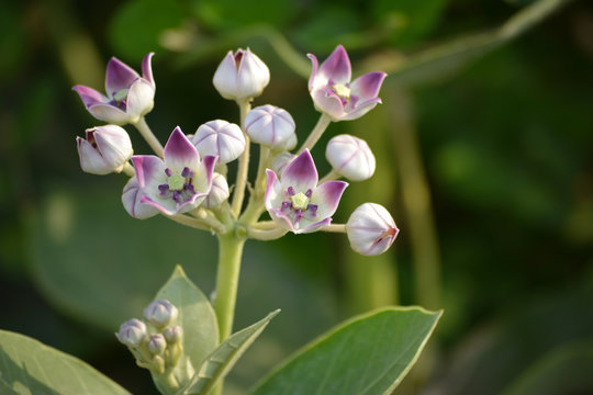 Crown flower (Calotropis gigantea) in the garden