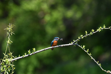 A common Indian kingfisher Iin Korea. 