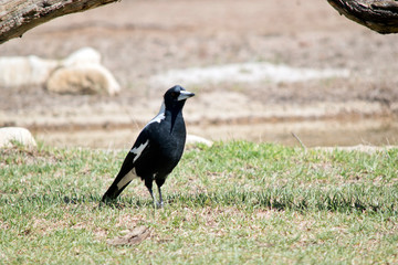 the magpie is on the ground looking for bugs to eat