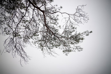 Fototapeta na wymiar silhouettes of pine branches against a gray sky.