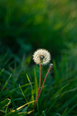 White fluffy dandelion flower on the green grass blurred bokeh amazing nature background. Tranquil abstract closeup macro art wallpaper. Beautiful meadow flower screensaver on the desktop. Copy space.