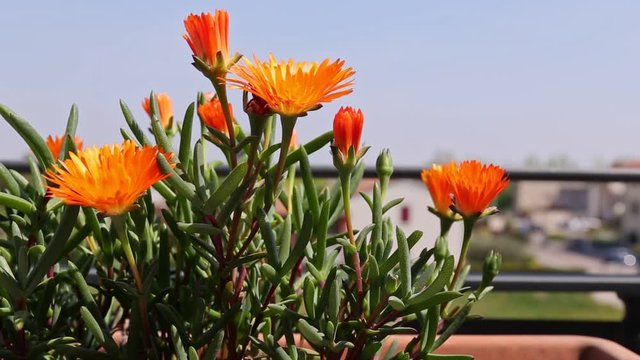 Malephora Crocea orange flower moving on the wind in full sun near a balcony railing