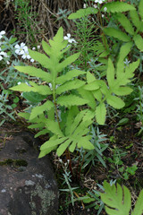 
Plants in the spring garden