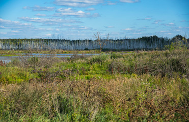 Summer landscape in Russia