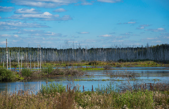 Birch grove in swamps, Russia © Olivia