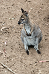 the young red necked wallaby is standing on its hind legs