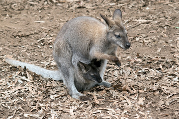 Naklejka na ściany i meble this is a side view of a red neck wallaby with a joey