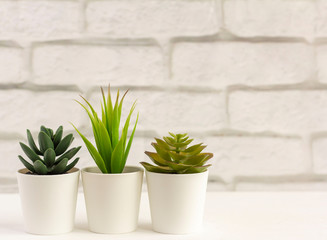 Indoor artificial plants, various succulents in pots. Succulents in white mini-pots. Ideas for home decoration.Copy of the space