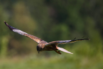 Western marsh harrier, Circus aeruginosus bird flying above field. Spring time.