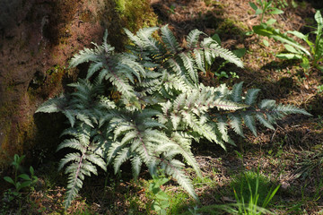  Plants in the spring garden © moniadk
