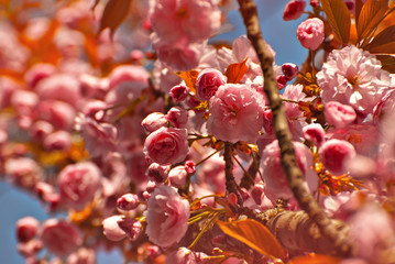 Pink flowers on the tree. Cherry blossoms on blue sky background. Many flowers with yellow leaves close up.
