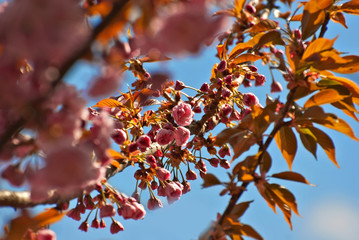 Pink flowers on the tree. Cherry blossoms on blue sky background. Many flowers with yellow leaves close up.