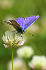 Macro Butterfly and spider - Macro Farfalla e Ragno