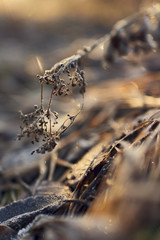 autumn grass