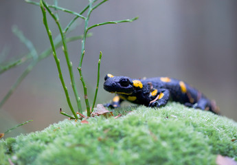 Fire salamander on mossy stone