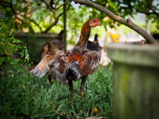 Chicken on the farm. Colorful rooster on green nature background