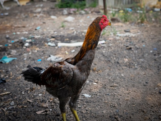 Chicken on the farm. Colorful rooster on green nature background