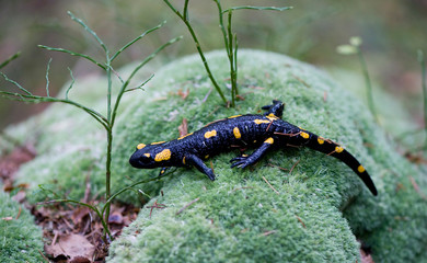 Obraz na płótnie Canvas Fire salamander on mossy stone