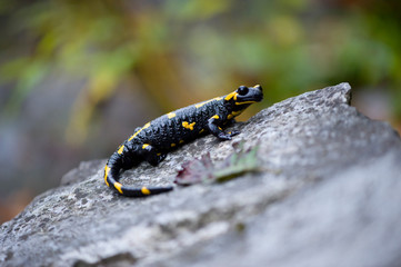 Fire salamander in autumn forest on stone