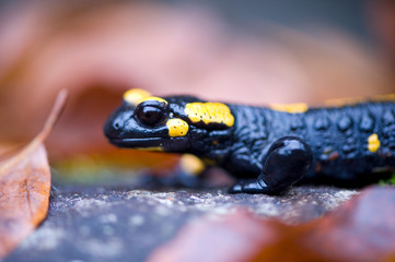 Fire salamander in autumn forest on stone