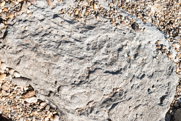 Surface of a flat rock on a beach.