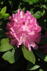 
Rhododendron in the spring garden