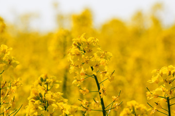 Obraz premium Rape blossom and first rape fruits on the stalk in a beautiful yellow rape field