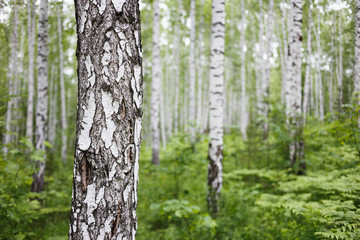 Birch trunk closeup in green forest with blurred background. Natural soft outdoor backdrop with selective focus. Ural wild woods nature landscape in Russia