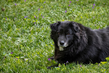 A long-haired senior black dog lays on the grass looking at camera with a relaxed alert expression. Mixed-breed dog on grass full of wildflowers.