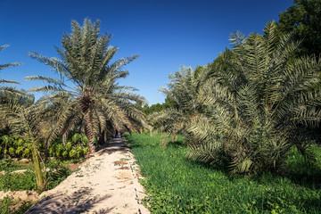 Fototapeta na wymiar An agriculture field in Desert. Al-Sarar Saudi Arabia.