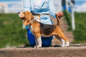 
beagle at the exhibition