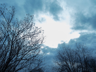 tree branches against a cloudy sky